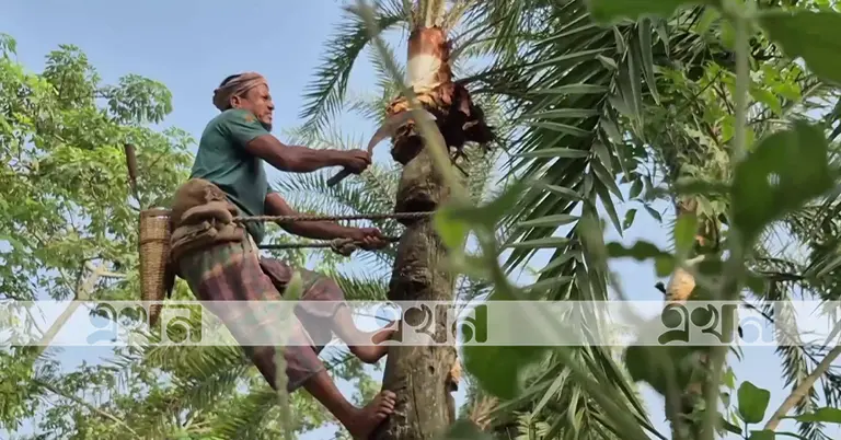 খেজুরের রস সংগ্রহের প্রস্তুতি